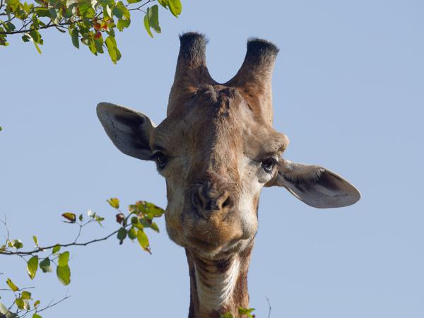 Giraffe (Giraffa camelopardalis)